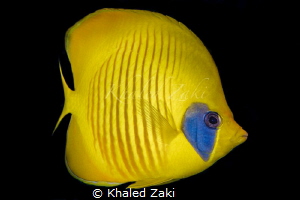 Massked Butterfly fish by Khaled Zaki 